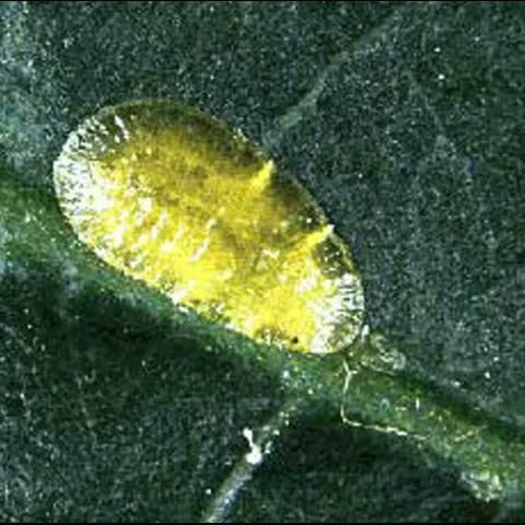 thumbnail for publication: Green Scale, Coccus viridis (Green) (Insecta: Hemiptera: Coccidae)